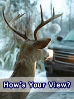 Deer in the Headlights How's Your View? Deer in Front of Car
